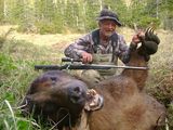 Big Alaska Brown Bear Wesley Hurst 