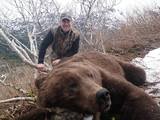 Brown Bear Hunting Alaska 2014. 