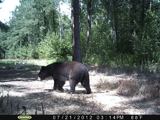 Black Bears Hunting North Carolina.