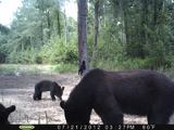 Black Bear Hunts North Carolina.