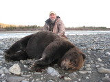 Grizzly Hunting Alaska