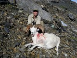 Mountain Sheep Hunting Alaska