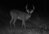 Ohio Deer Trail Cam Photos.