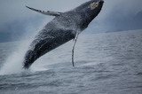 Breaching Whale Alaska.