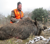 Boar Hunting in Pennsylvania.