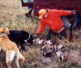 Pheasant Hunting In South Dakota.