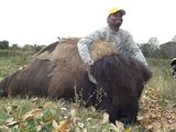 Water Buffalo Hunting in Tennessee.
