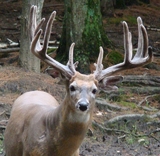Ultimate Whitetail