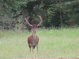 Heavy Horn Outfitters Red Stag Hunts