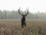 Heavy Horn Outfitters Elk Hunts