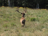 Elk August 2012