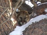Wyoming Cougar Hunting