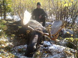 another nice moose