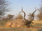 African Safari hunting adventure