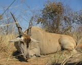 Eland Bull hunts