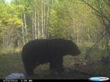 Saskatchewan, Canada Black Bear Hunts