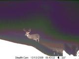 Whitetail deer hunting