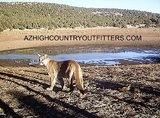 Mountain Lion hunts 