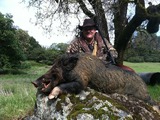 Big boar hog.