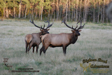 Saskatchewan Elk