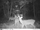 Bucks feeding under feeder 