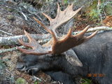 Moose hunting in Maine