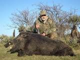 Whild Boar hunting