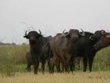 Water Buffalo hunting in Argentina
