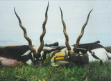 Blackbuck Antelope hunting