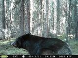 Black bear hunts 