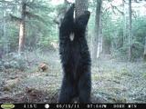 Black bear hunts