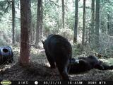 Black bear hunt