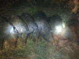 6 Sows with 78 Babies!!!