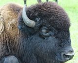 One of our Big Bison