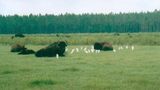 Part of the Bison Herd