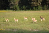 Quality Herd of Axis Deer