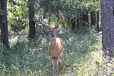 Florida Deer Hunts at Knights Farm.