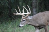 Trophy Deer Hunting in Florida.