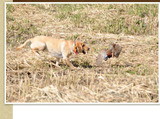 South Dakota Pheasant Hunting Guides