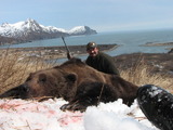 Alaska Brown Bear Hunting 