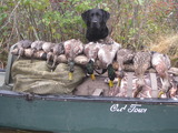 Waterfowl Hunting Dog, Maine Duck Hunting Outfitter.