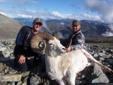 Hunting Dall Shhep Alaska Professional Hunting Guide.