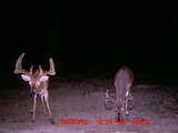 Iowa Deer Hunting, Trail Cam Deer Photos.