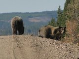 Black Bears In Alberta