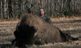 Bison Hunting Tennessee