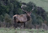 New Zealand Elk Hunting Outfitters