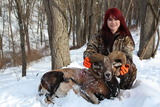 Mouflon Ram Hunt In The Snow