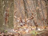 Big Trophy Buck, Deer Hunting Pennsylvania. 