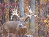 Whitetail Hunting,Pennsylvania Trophy Deer Ranch