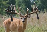 Ohio Deer Hunting Preserve.